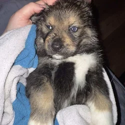 Rot/alaskan husky mix