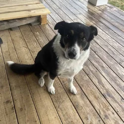 Need Home for Border Collie