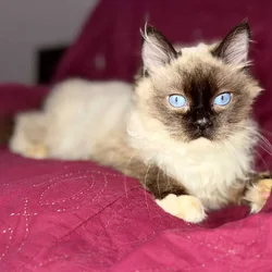 Pure Breed Rag doll Fig Newton kitten