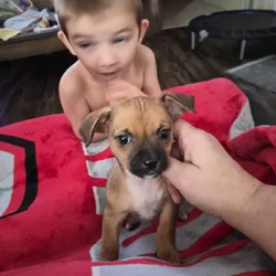 Chihuahua puppy female