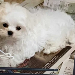 Maltese (Morkie)