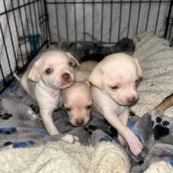 Deer Head Chihuahuas