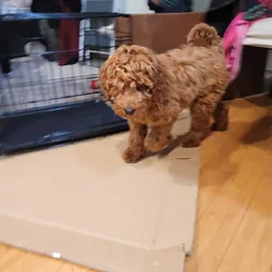 Re-homing Labradoodle