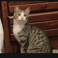 Kitten for sale, $20
