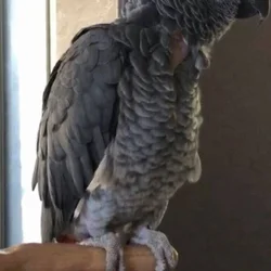 Re-Homing African Grey Parrot