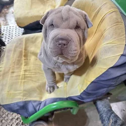 Chinese Shar Pei Pups