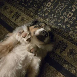 Pure Bred Female 1 Year Old Aussie Shepherd