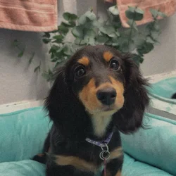 Miniature female dachshund