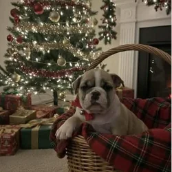 Olde English bulldog puppies