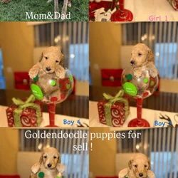 Golden doodle puppies F1bb