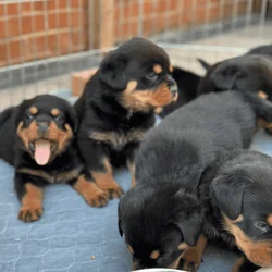 full akc Registered Rottweiler puppies with top pe