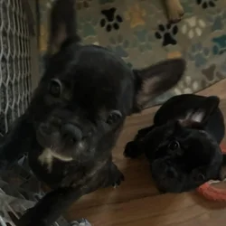 Frenchie girls looking for their home!