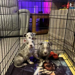 American Pitbull/bully