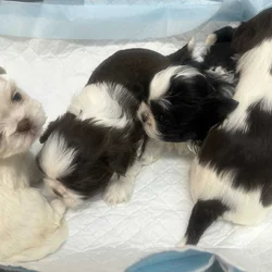 Shitzu puppies