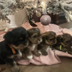 Shorkies (designer dogs) cross Shih Tzu & Yorkie