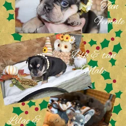 AKC frenchies