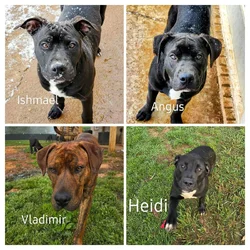 10 young mutts in search of forever homes