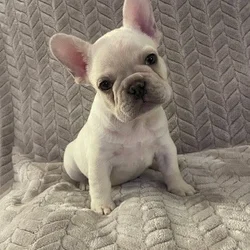 Casper,French Bulldog