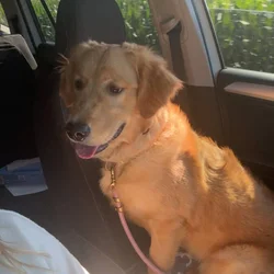The Perfect Golden Retriever