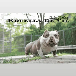 American Bully