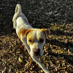 For rehome or foster