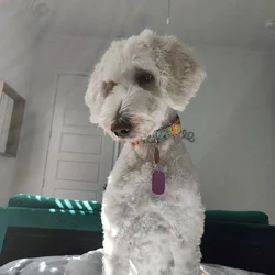 Goldendoodle (Female)