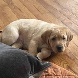 Purebred labs