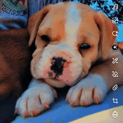 I have 2 two boxers left