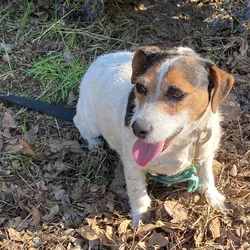 Truffles - Jack Russel Terrier