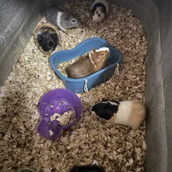 5 young mixed guinea pigs for sale.