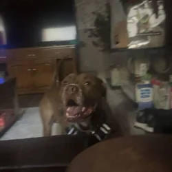 pitbull for adoption