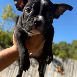 Frenchton puppies
