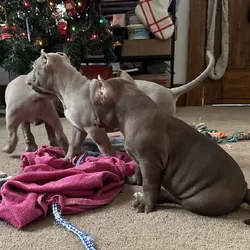 8 weeks American bullies