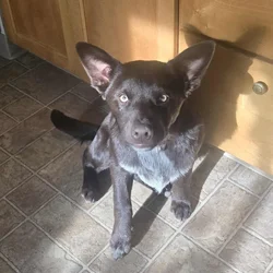 Heeler lab mix puppies. Have there shots.