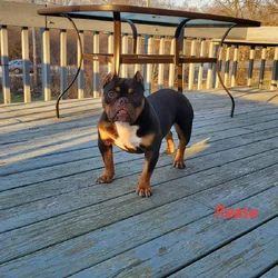 Chocolate Tri Female Exotic Bully