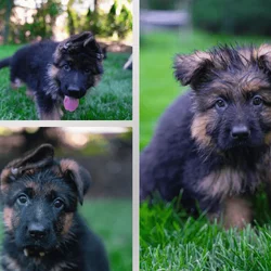 Rodner German Shepherds
