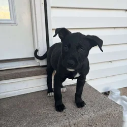 Lab mix puppies