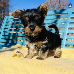 Purebred male Yorkie