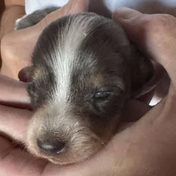 AKC Dachshund puppies