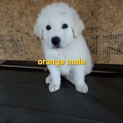 Great pyrenees puppies ready for homes