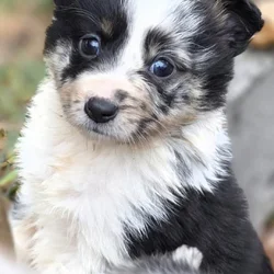 Christmas Puppies!!!...4 sold, 5 females left!!!..