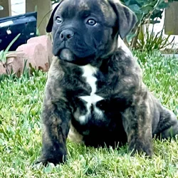 Olde English Bulldog $1500