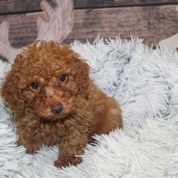 BichonPoo Puppies