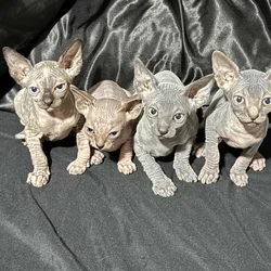 Sphynx Kittens Available – Healthy, Socialized, Re