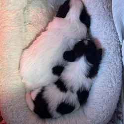 Locked and loaded Papillon Pups