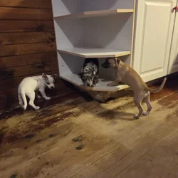 Chihuahua Rat Terriers