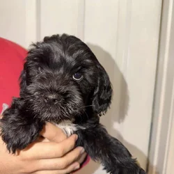 Doodle Mix Puppies