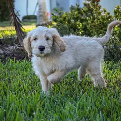 Standard Goldendoodles ready for adoption