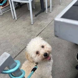 Adorable Maltipoo Ready For New Home