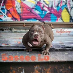 Exotic Bully